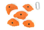 Gastropods LG - top view
