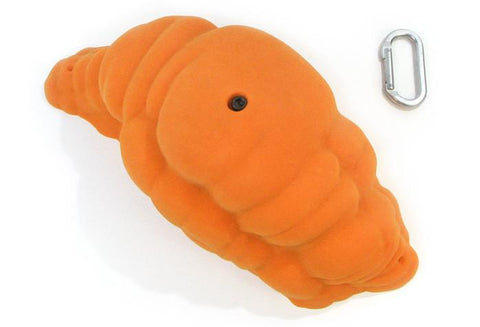 Gastropods Feature
