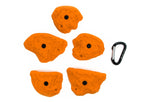 Terrestrial Jugs LG - top view