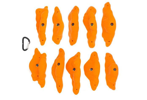 Gastropods XL B
