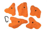 Brachiopods XL C - top view