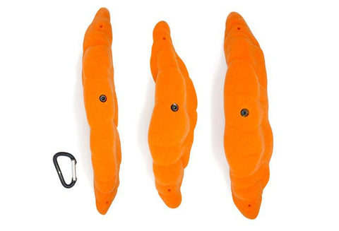 Gastropods 3XL C