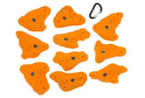 Brachiopods LG A - top view